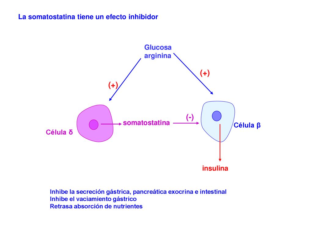 (+) (+) (-) La somatostatina tiene un efecto inhibidor Glucosa