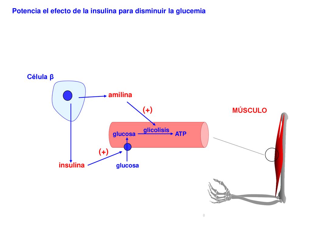 (+) (+) Potencia el efecto de la insulina para disminuir la glucemia