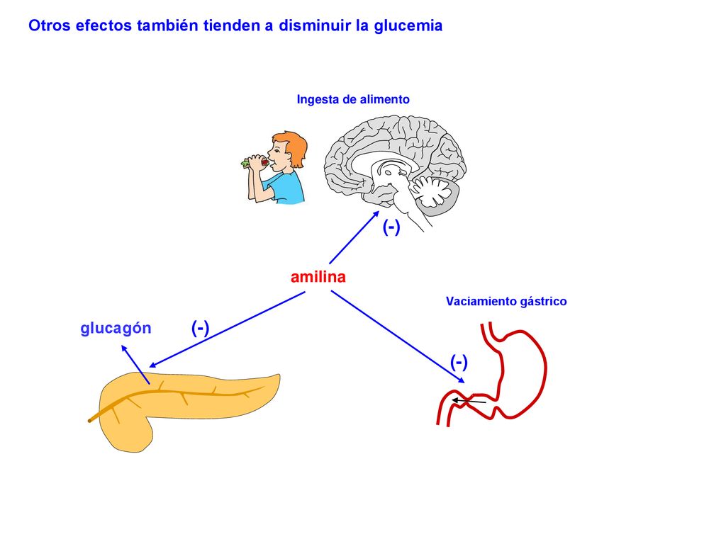 (-) (-) (-) Otros efectos también tienden a disminuir la glucemia
