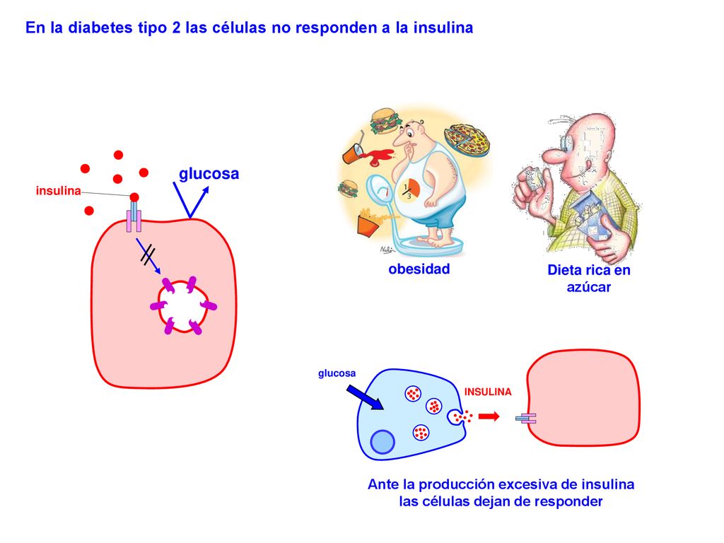 Ante la producción excesiva de insulina las células dejan de responder