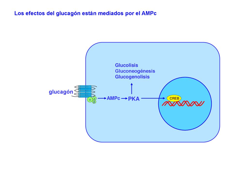 Los efectos del glucagón están mediados por el AMPc