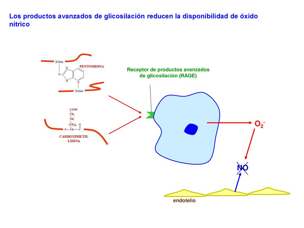 Receptor de productos avanzados de glicosilación (RAGE)