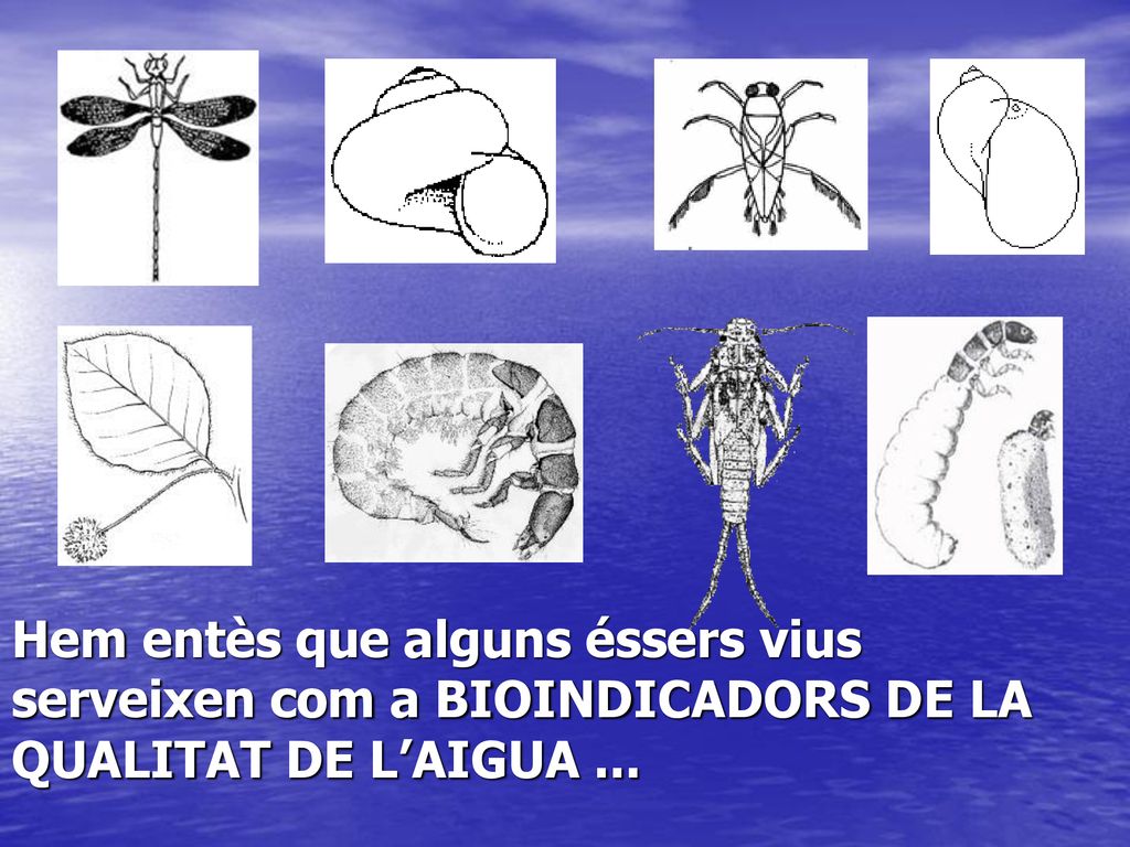 Hem entès que alguns éssers vius serveixen com a BIOINDICADORS DE LA QUALITAT DE L’AIGUA ...