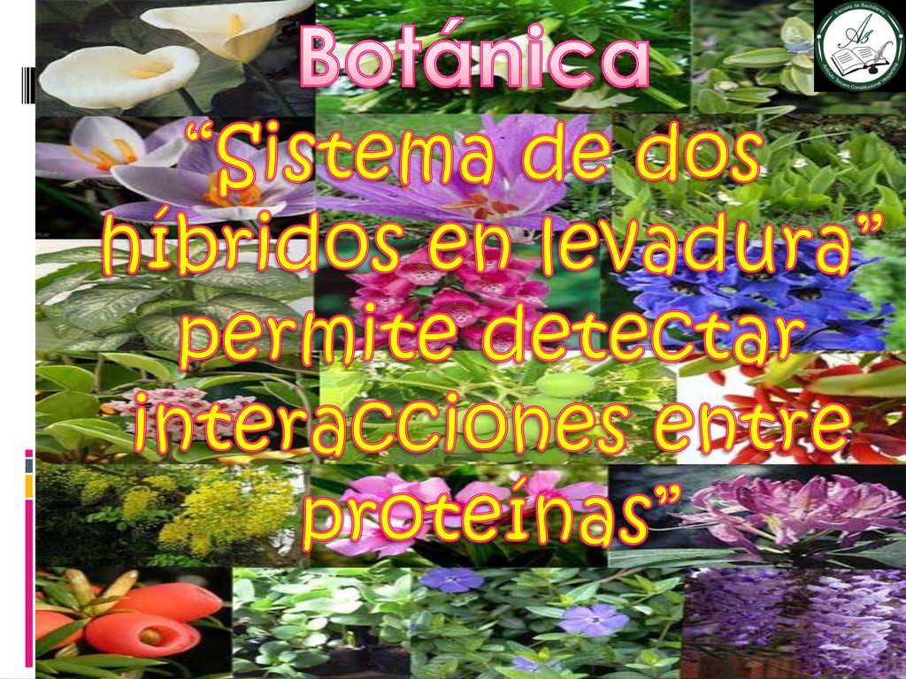 Botánica Sistema de dos híbridos en levadura permite detectar interacciones entre proteínas