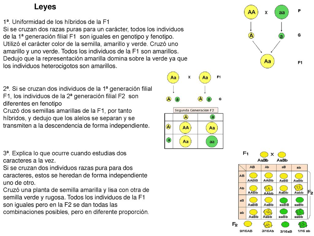 Leyes 1ª. Uniformidad de los híbridos de la F1