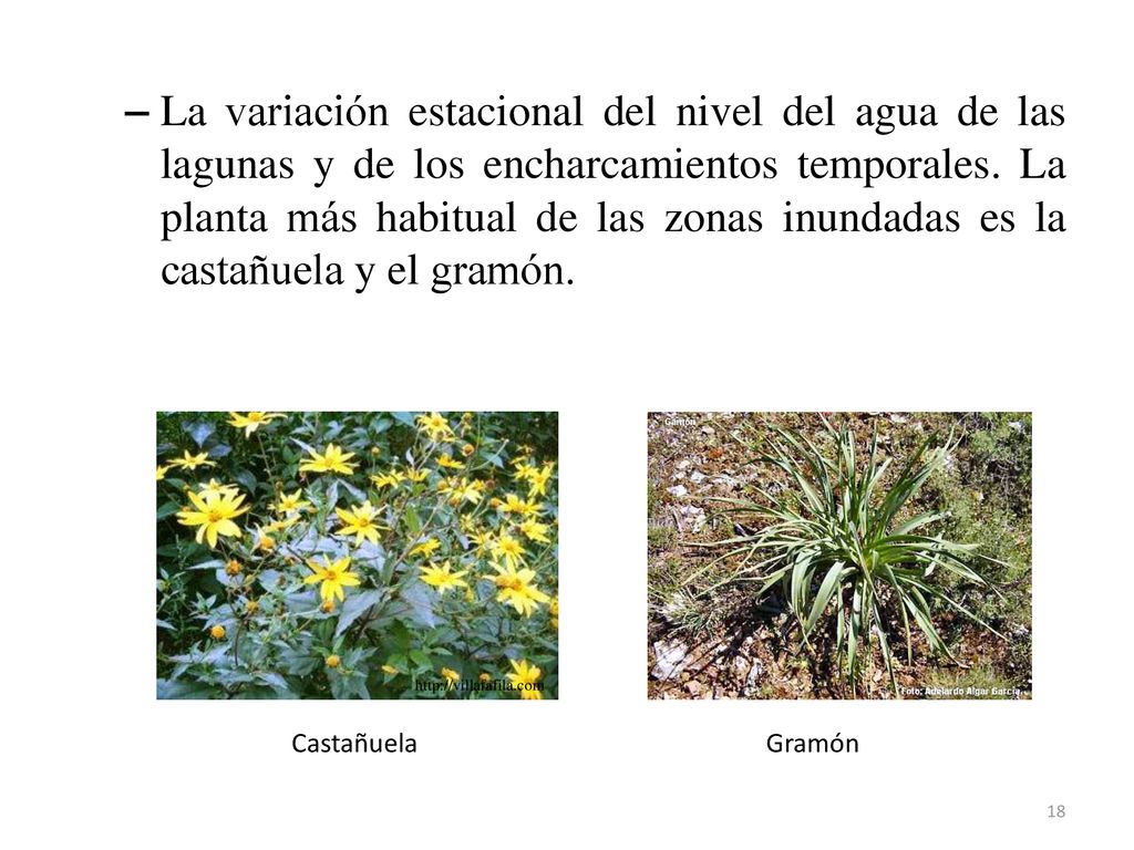 La variación estacional del nivel del agua de las lagunas y de los encharcamientos temporales. La planta más habitual de las zonas inundadas es la castañuela y el gramón.