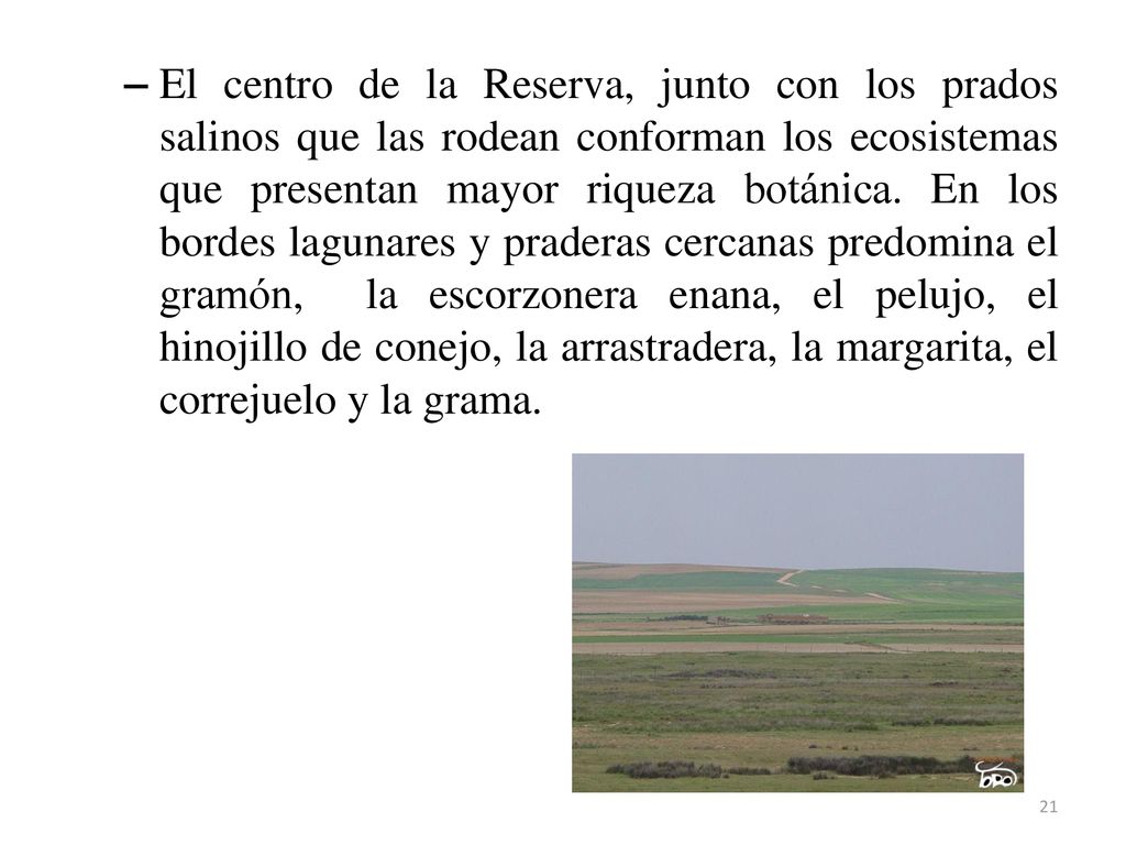 El centro de la Reserva, junto con los prados salinos que las rodean conforman los ecosistemas que presentan mayor riqueza botánica.