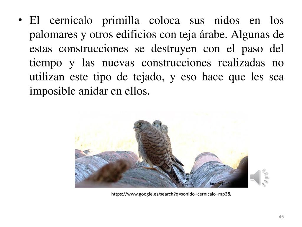 El cernícalo primilla coloca sus nidos en los palomares y otros edificios con teja árabe. Algunas de estas construcciones se destruyen con el paso del tiempo y las nuevas construcciones realizadas no utilizan este tipo de tejado, y eso hace que les sea imposible anidar en ellos.