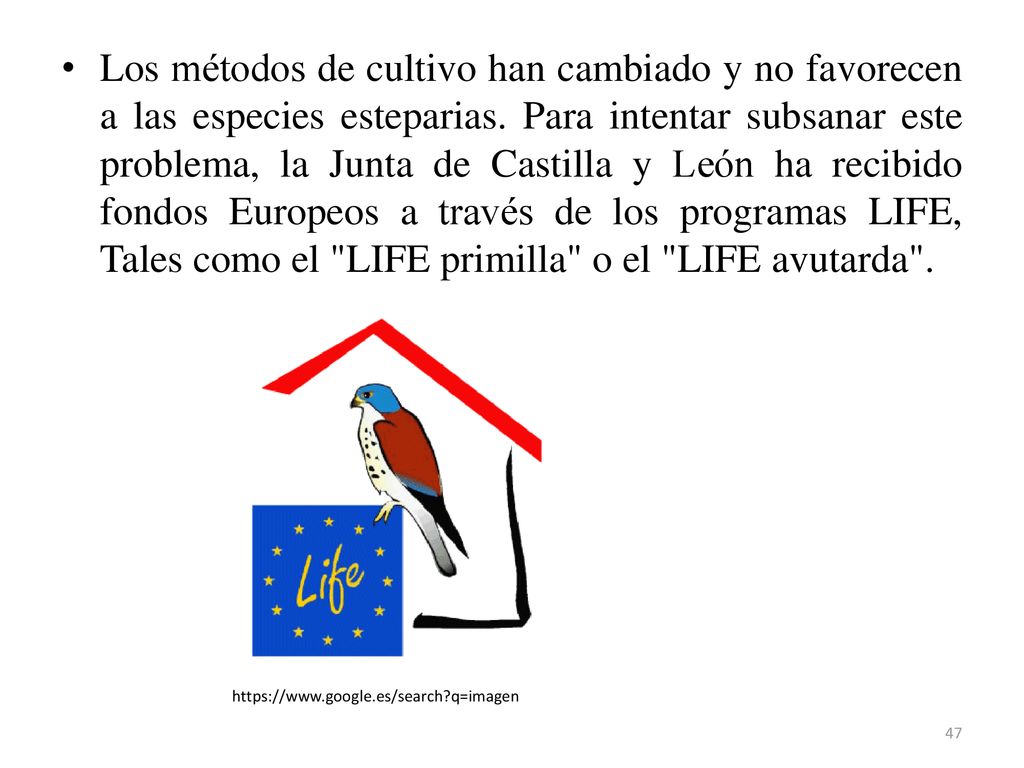 Los métodos de cultivo han cambiado y no favorecen a las especies esteparias. Para intentar subsanar este problema, la Junta de Castilla y León ha recibido fondos Europeos a través de los programas LIFE, Tales como el LIFE primilla o el LIFE avutarda .