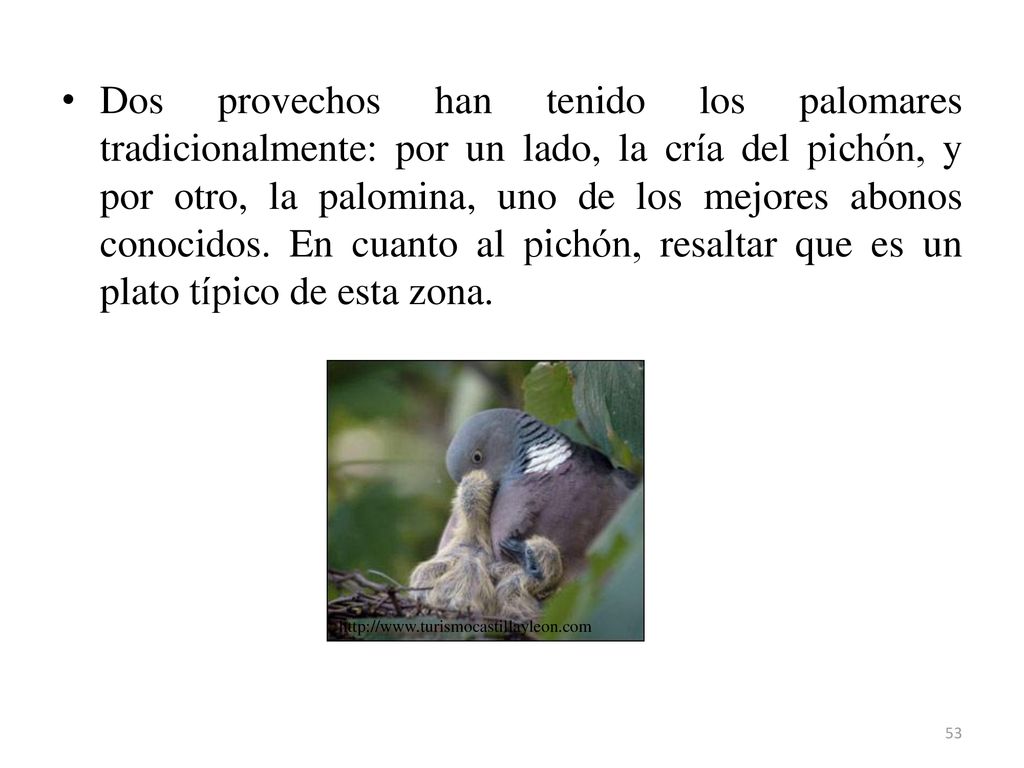 Dos provechos han tenido los palomares tradicionalmente: por un lado, la cría del pichón, y por otro, la palomina, uno de los mejores abonos conocidos. En cuanto al pichón, resaltar que es un plato típico de esta zona.