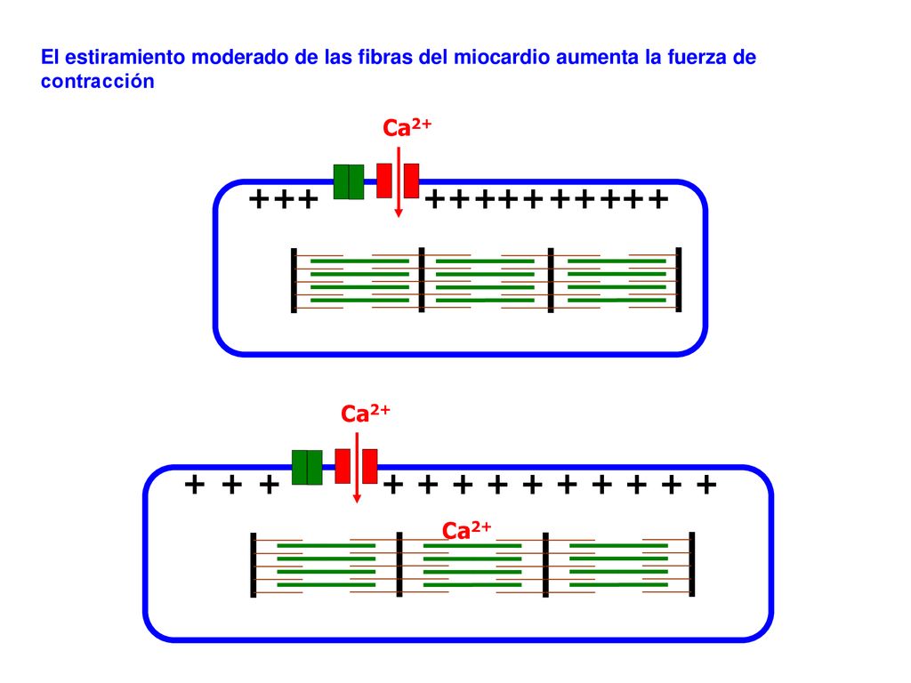 El estiramiento moderado de las fibras del miocardio aumenta la fuerza de contracción