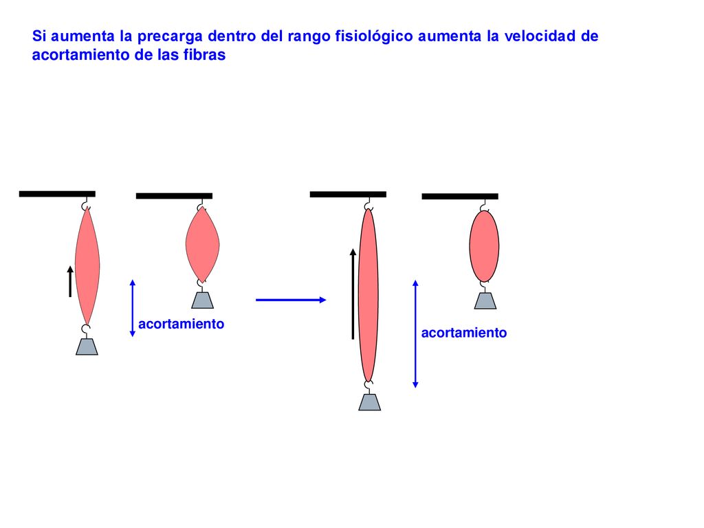 Si aumenta la precarga dentro del rango fisiológico aumenta la velocidad de acortamiento de las fibras