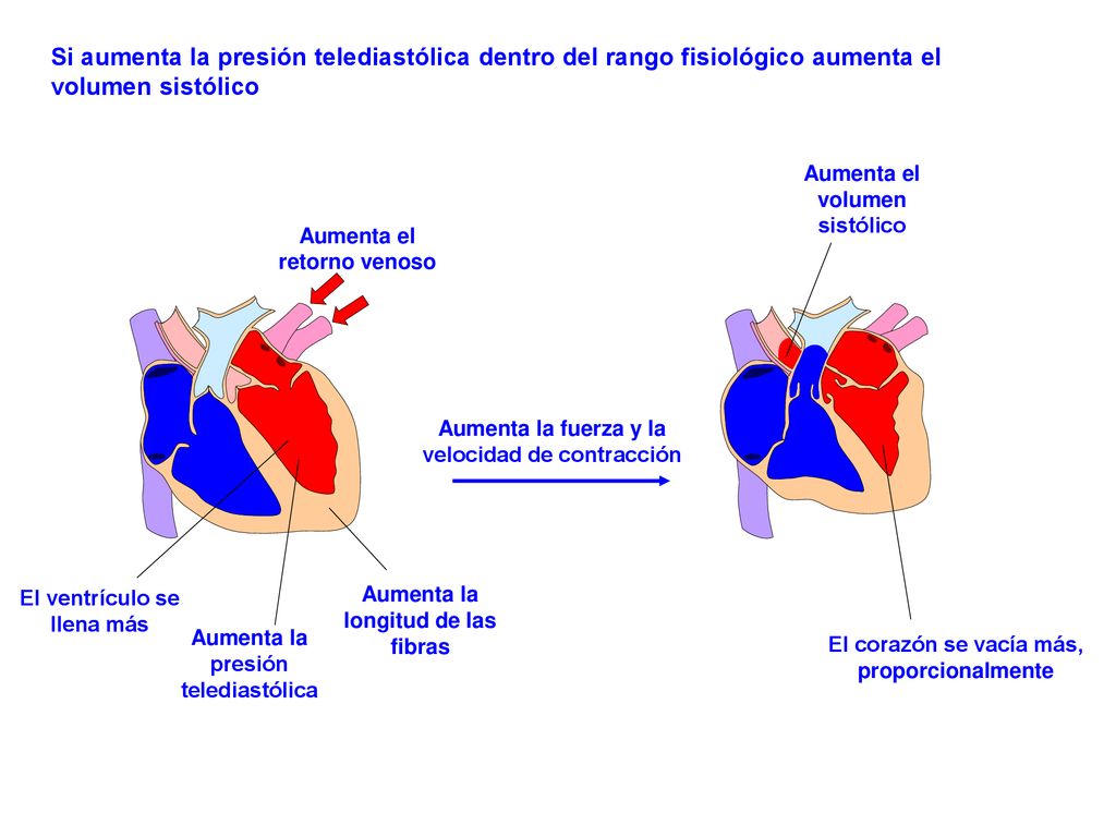 Si aumenta la presión telediastólica dentro del rango fisiológico aumenta el volumen sistólico