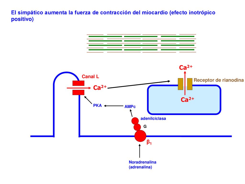 El simpático aumenta la fuerza de contracción del miocardio (efecto inotrópico positivo)