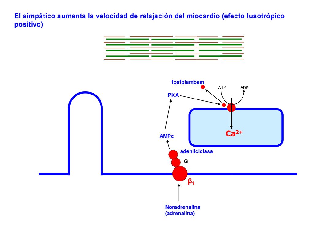 El simpático aumenta la velocidad de relajación del miocardio (efecto lusotrópico positivo)