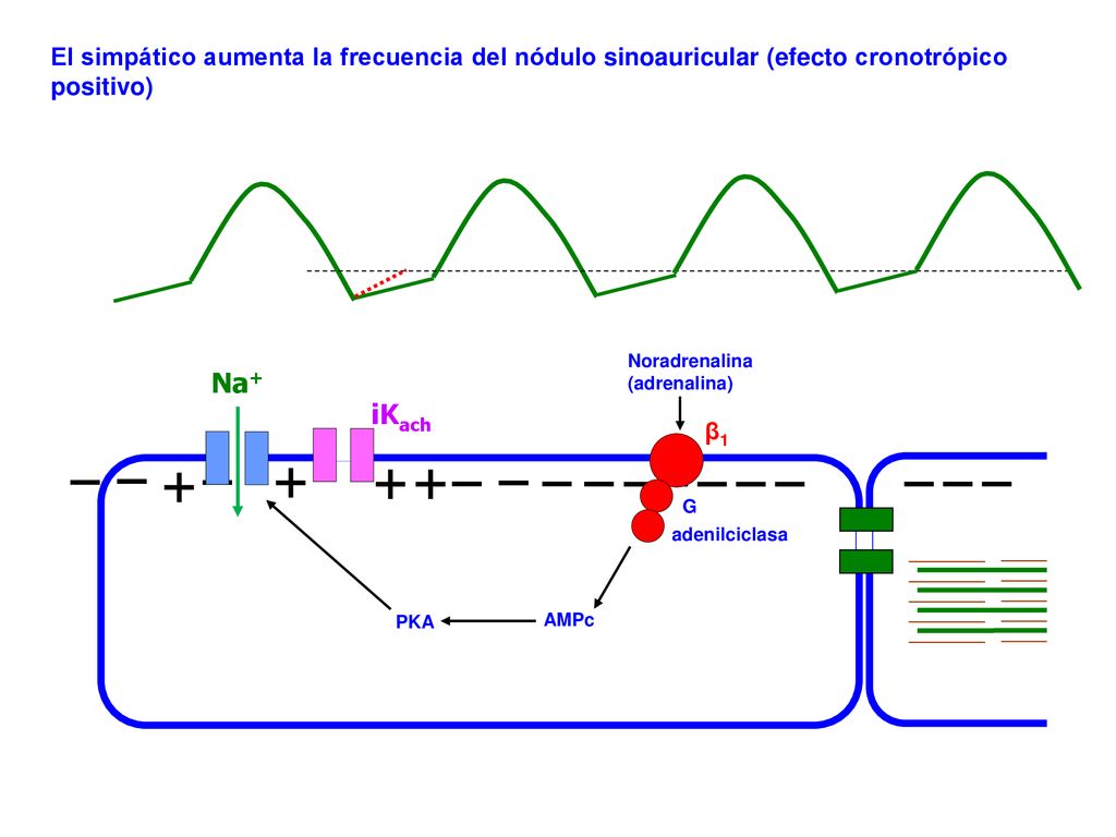 El simpático aumenta la frecuencia del nódulo sinoauricular (efecto cronotrópico positivo)