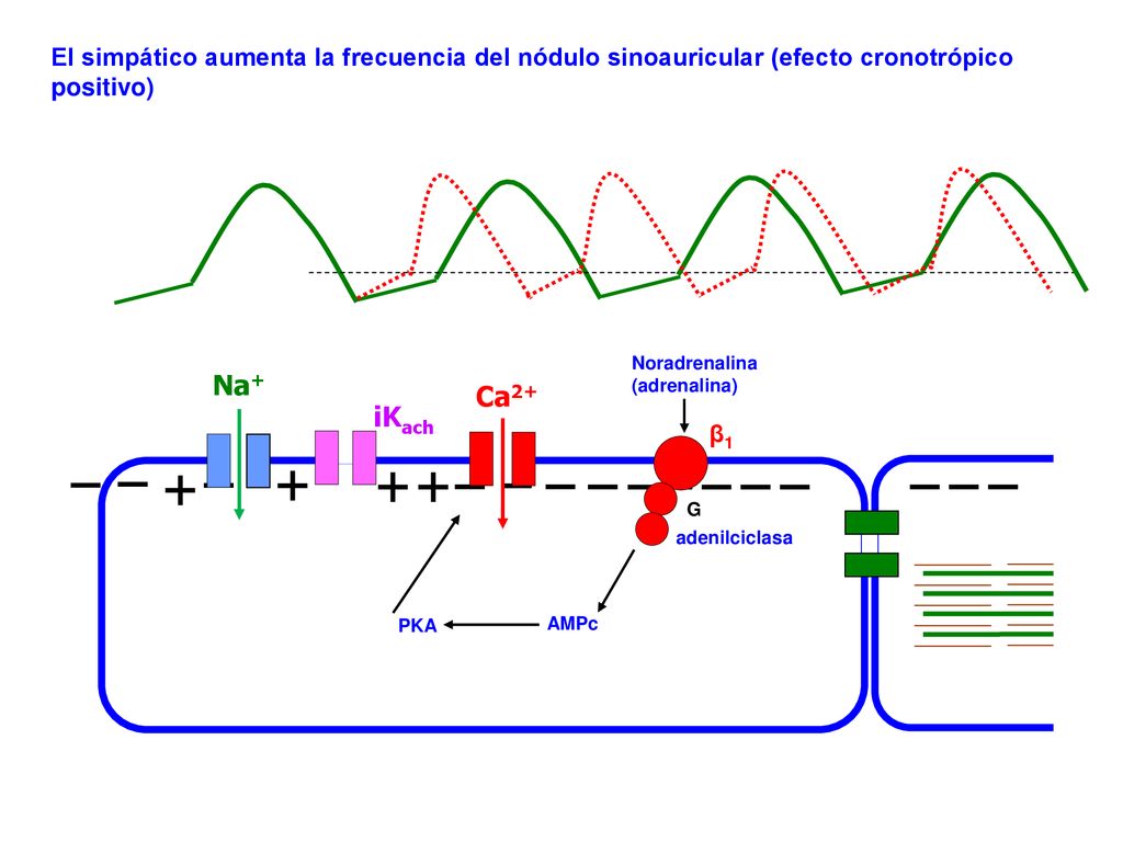 El simpático aumenta la frecuencia del nódulo sinoauricular (efecto cronotrópico positivo)