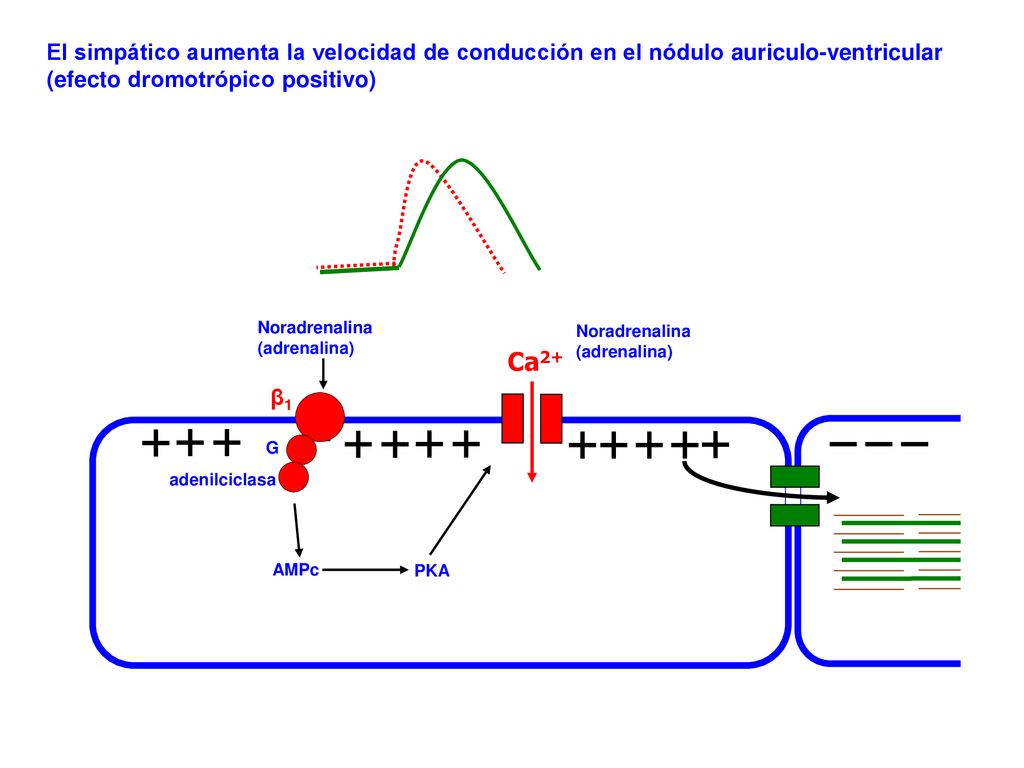 El simpático aumenta la velocidad de conducción en el nódulo auriculo-ventricular (efecto dromotrópico positivo)