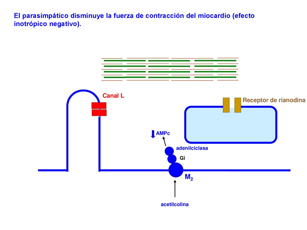 El parasimpático disminuye la fuerza de contracción del miocardio (efecto inotrópico negativo).