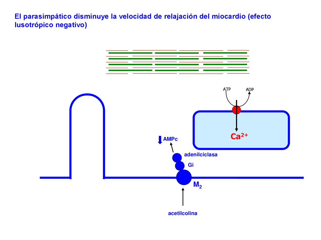 El parasimpático disminuye la velocidad de relajación del miocardio (efecto lusotrópico negativo)