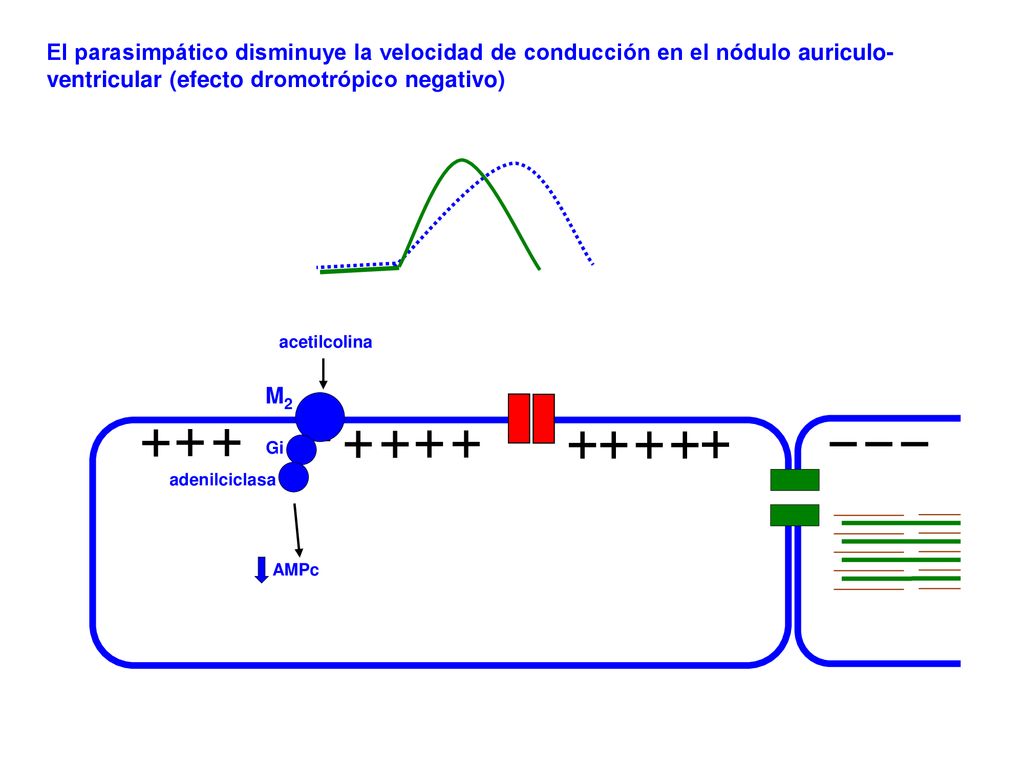 El parasimpático disminuye la velocidad de conducción en el nódulo auriculo-ventricular (efecto dromotrópico negativo)