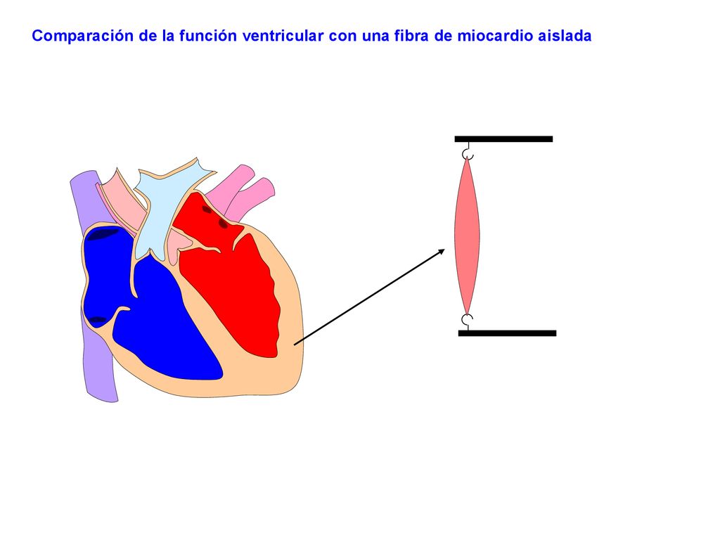 Comparación de la función ventricular con una fibra de miocardio aislada