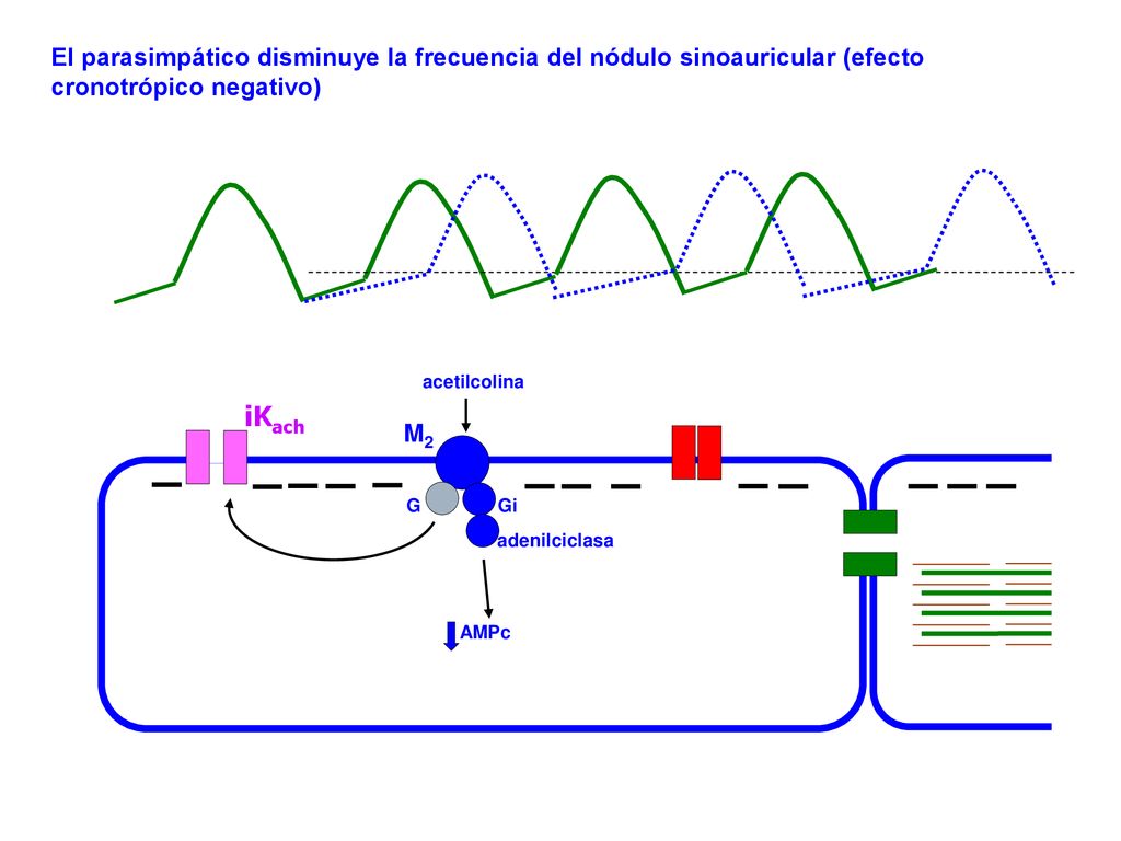El parasimpático disminuye la frecuencia del nódulo sinoauricular (efecto cronotrópico negativo)