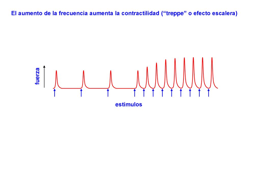 El aumento de la frecuencia aumenta la contractilidad ( treppe o efecto escalera)
