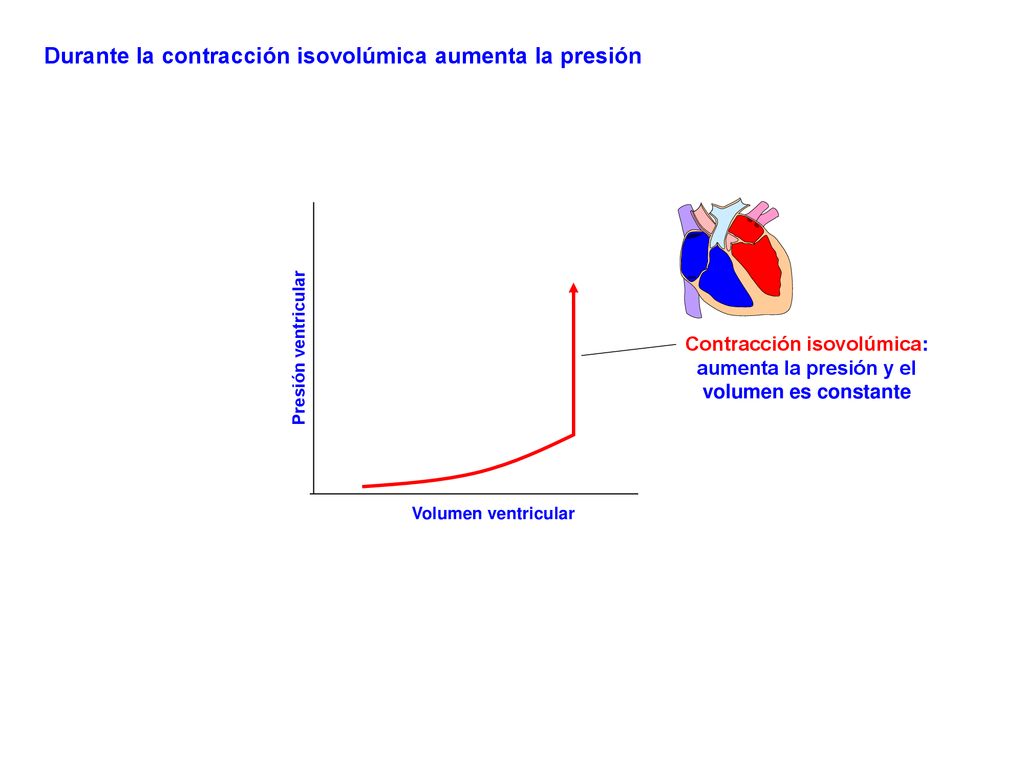 Contracción isovolúmica: aumenta la presión y el volumen es constante