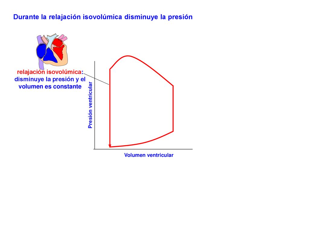 relajación isovolúmica: disminuye la presión y el volumen es constante