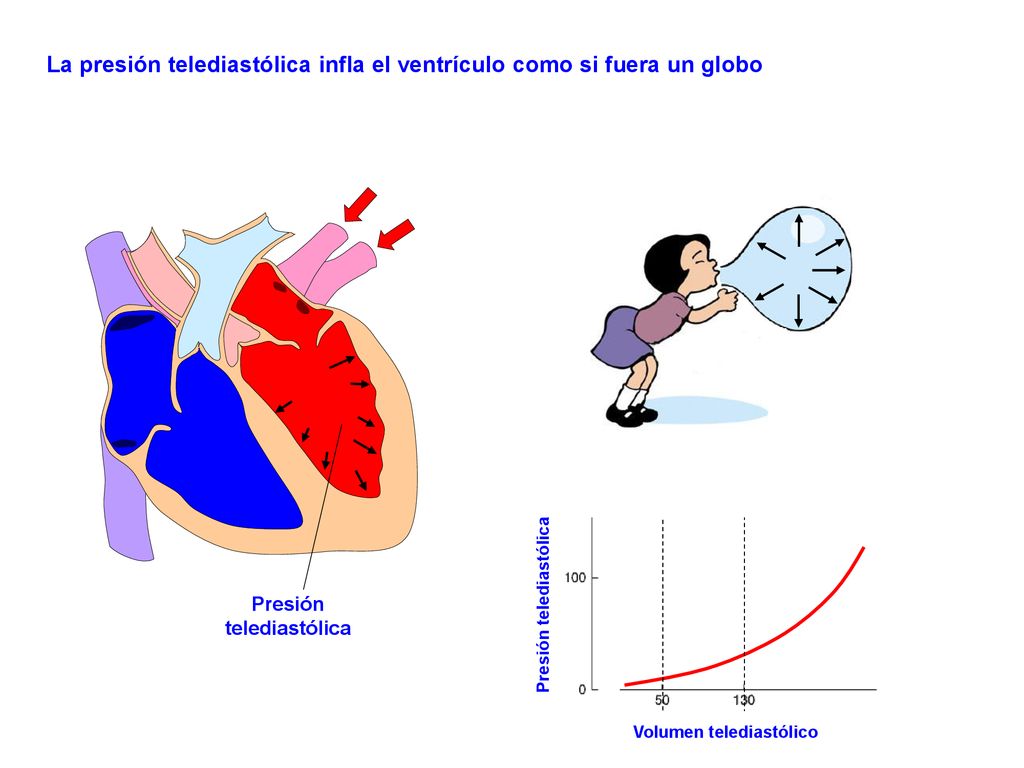 La presión telediastólica infla el ventrículo como si fuera un globo