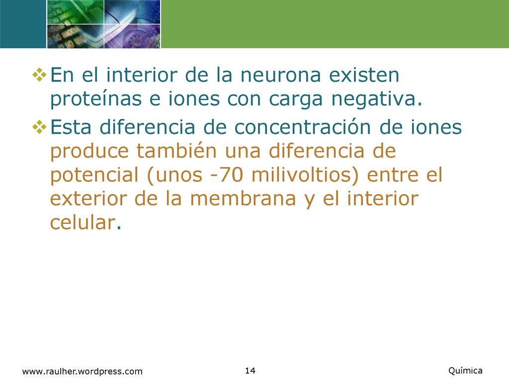 En el interior de la neurona existen proteínas e iones con carga negativa.
