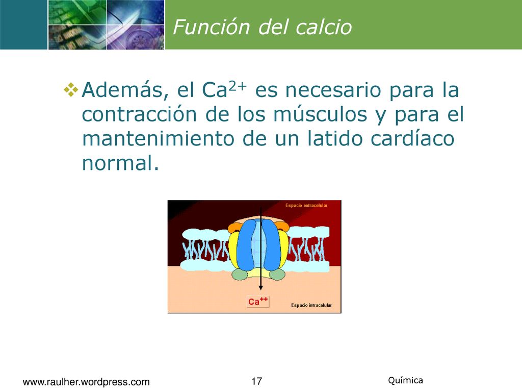 Función del calcio Además, el Ca2+ es necesario para la contracción de los músculos y para el mantenimiento de un latido cardíaco normal.