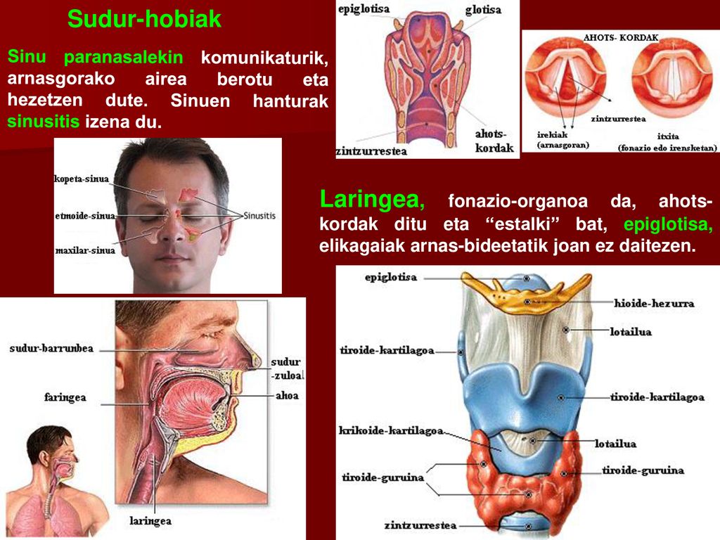 Sudur-hobiak Sinu paranasalekin komunikaturik, arnasgorako airea berotu eta hezetzen dute. Sinuen hanturak sinusitis izena du.