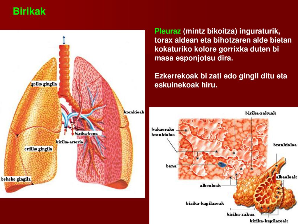 Birikak Pleuraz (mintz bikoitza) inguraturik, torax aldean eta bihotzaren alde bietan kokaturiko kolore gorrixka duten bi masa esponjotsu dira.