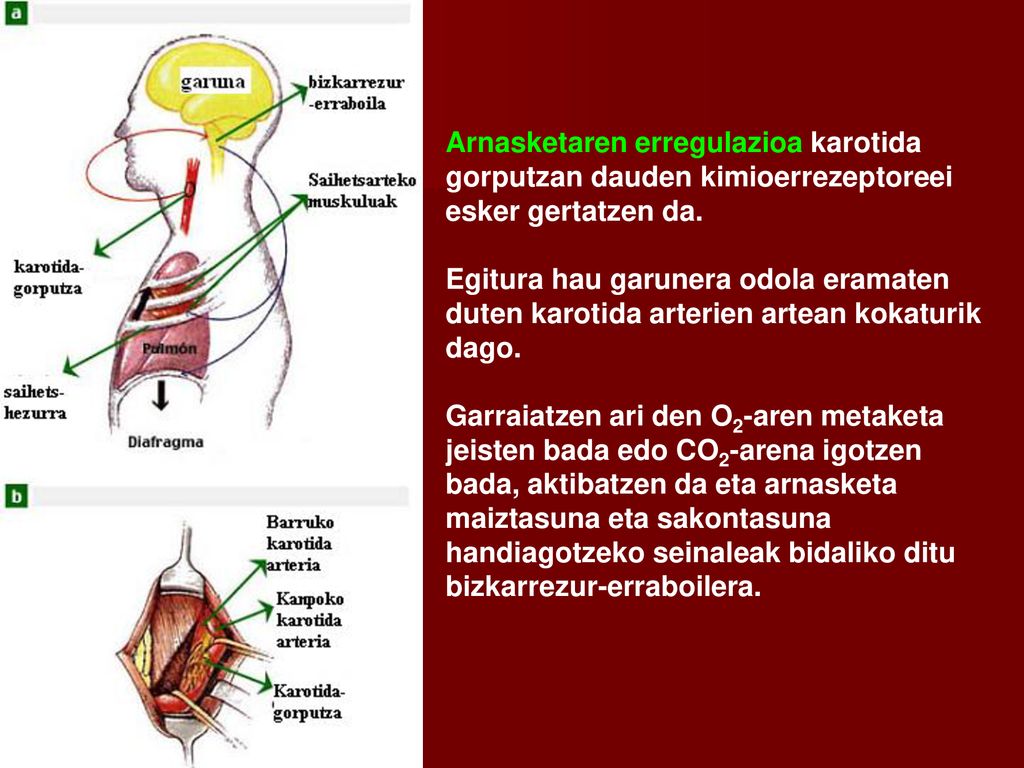 Arnasketaren erregulazioa karotida gorputzan dauden kimioerrezeptoreei esker gertatzen da.