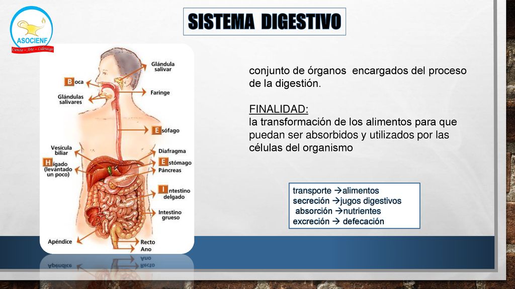 SISTEMA DIGESTIVO conjunto de órganos encargados del proceso de la digestión. FINALIDAD: