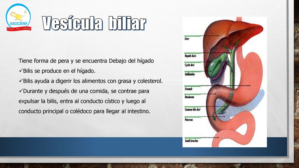 Vesícula biliar Tiene forma de pera y se encuentra Debajo del hígado