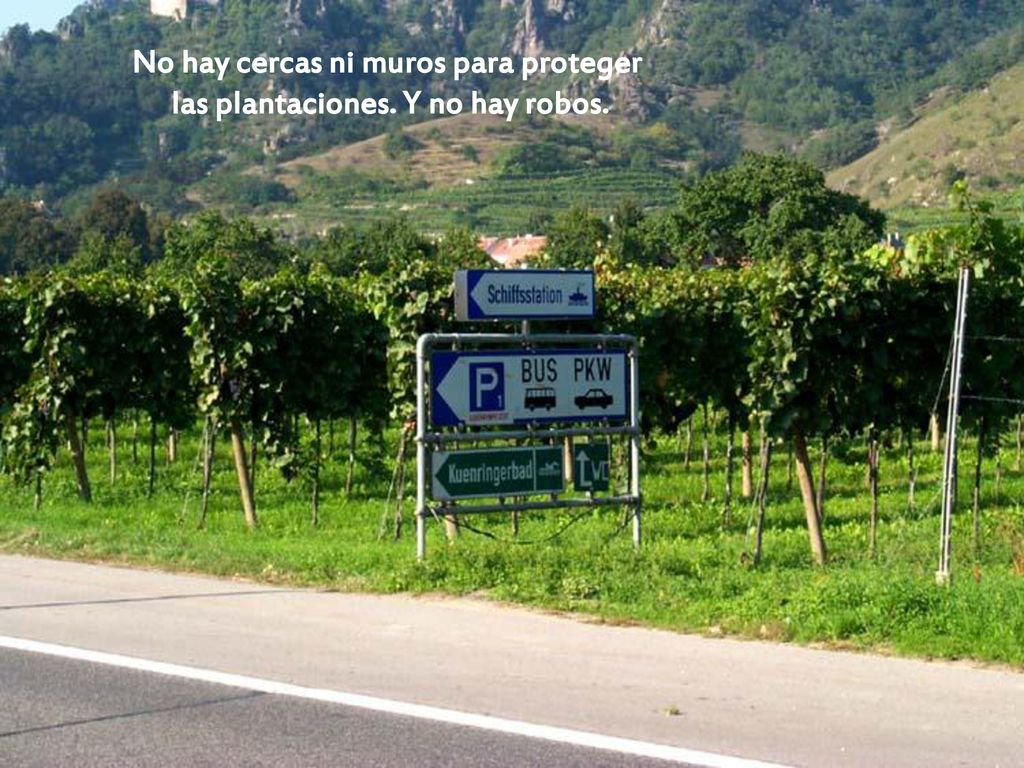 No hay cercas ni muros para proteger las plantaciones. Y no hay robos.