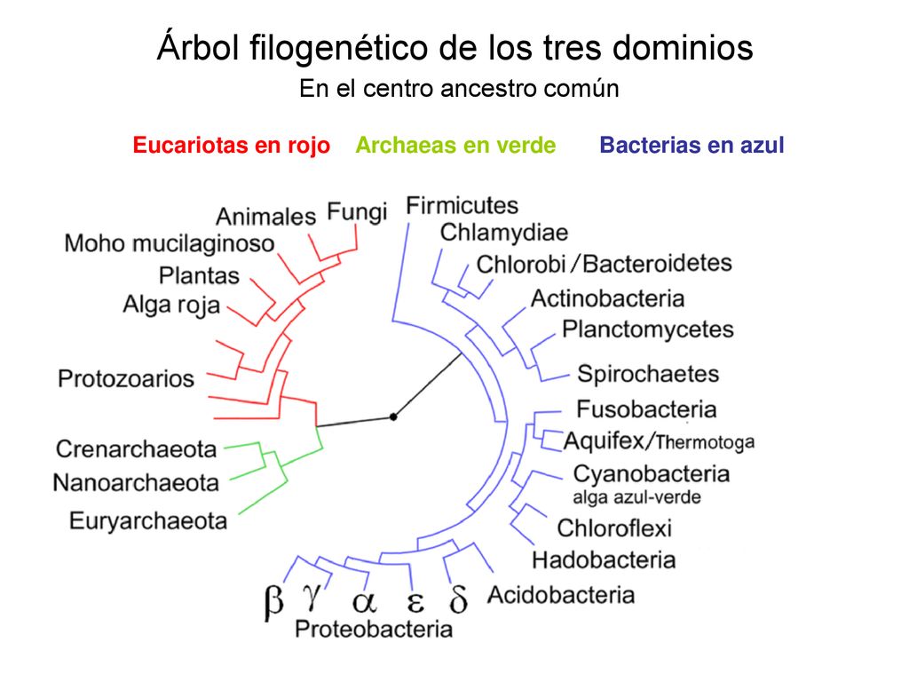 Árbol filogenético de los tres dominios En el centro ancestro común Eucariotas en rojo Archaeas en verde Bacterias en azul