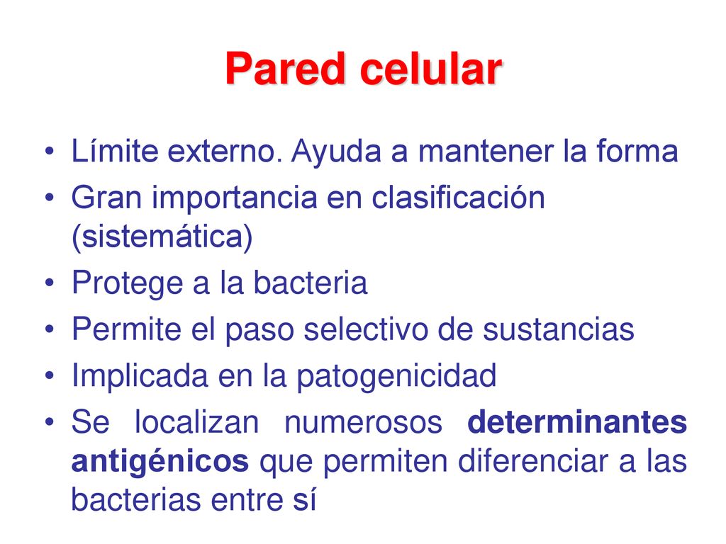 Pared celular Límite externo. Ayuda a mantener la forma
