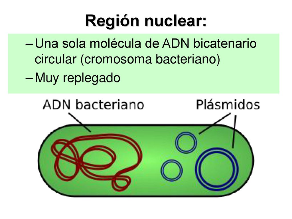 Región nuclear: Una sola molécula de ADN bicatenario circular (cromosoma bacteriano) Muy replegado