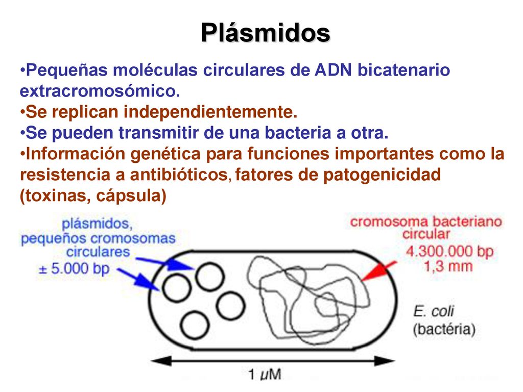 Plásmidos Pequeñas moléculas circulares de ADN bicatenario extracromosómico. Se replican independientemente.