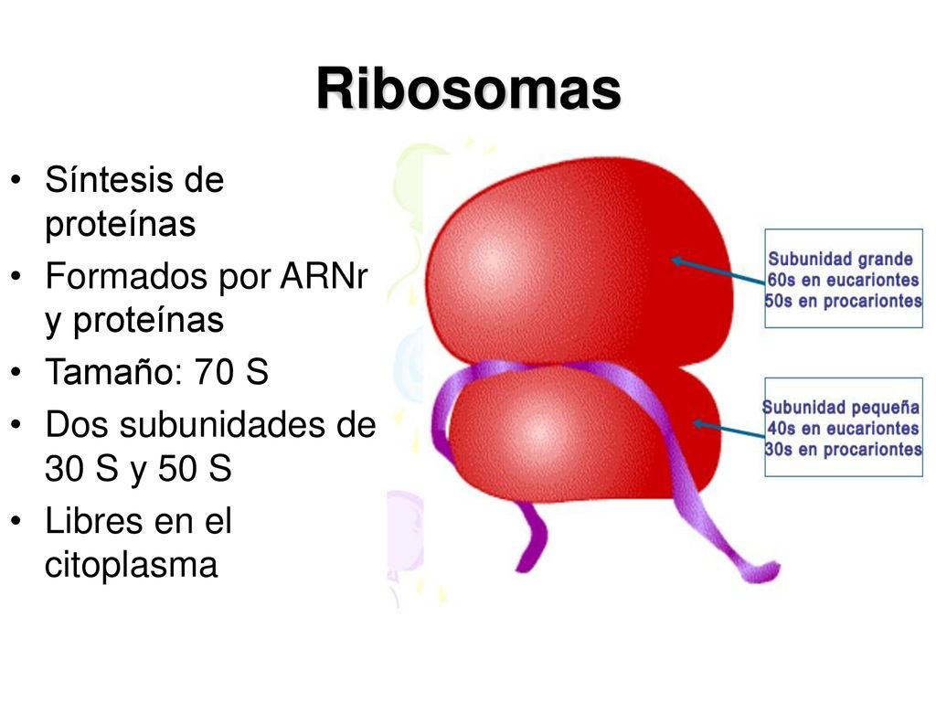Ribosomas Síntesis de proteínas Formados por ARNr y proteínas