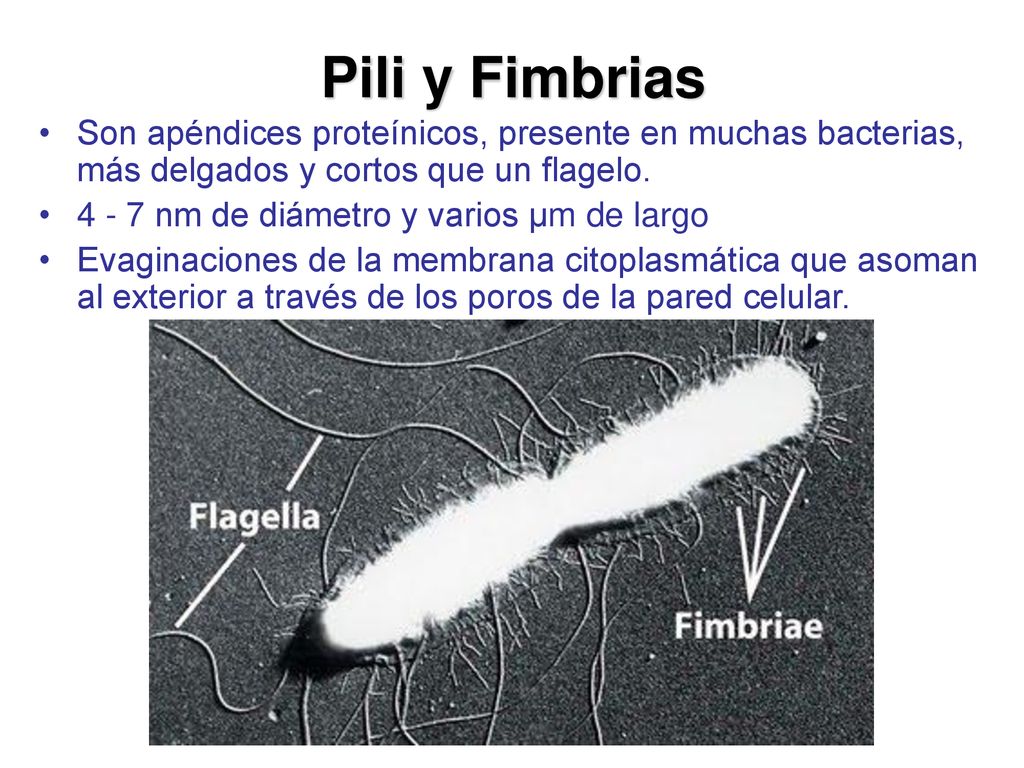 Pili y Fimbrias Son apéndices proteínicos, presente en muchas bacterias, más delgados y cortos que un flagelo.