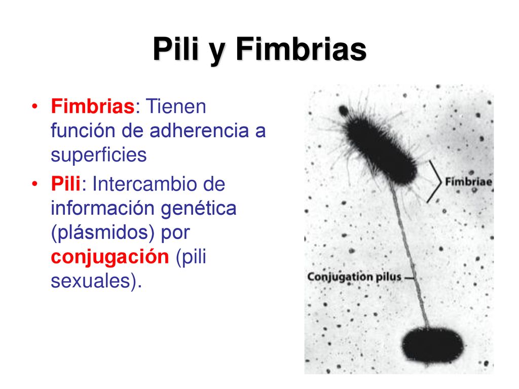 Pili y Fimbrias Fimbrias: Tienen función de adherencia a superficies
