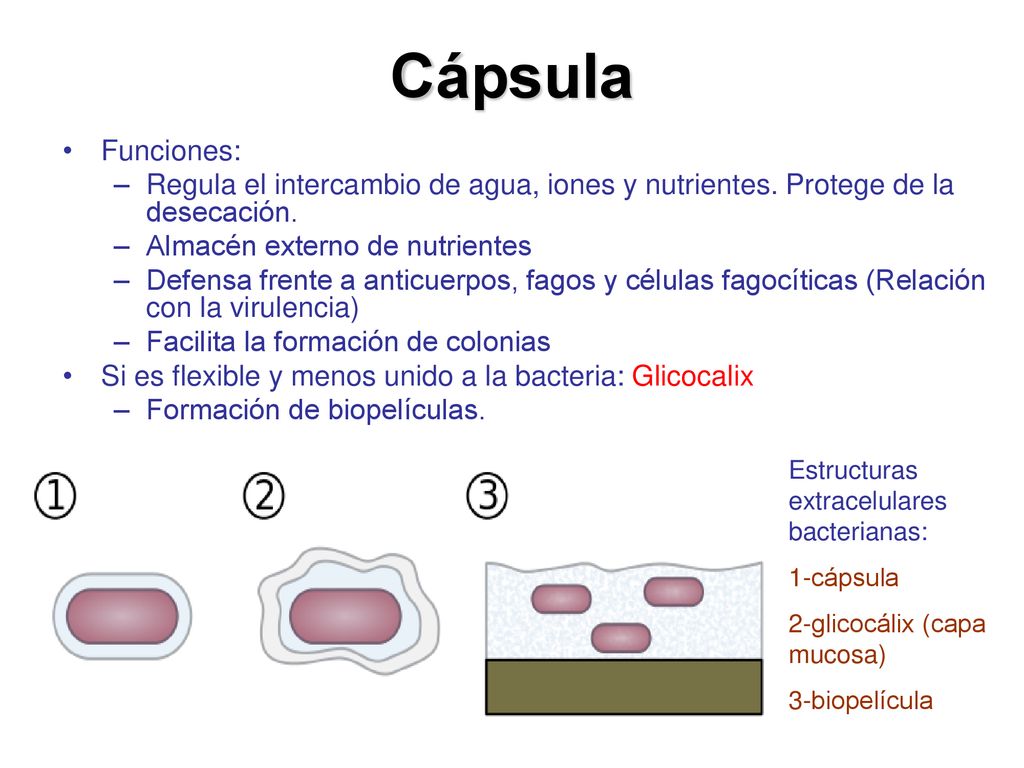 Cápsula Funciones: Regula el intercambio de agua, iones y nutrientes. Protege de la desecación. Almacén externo de nutrientes.