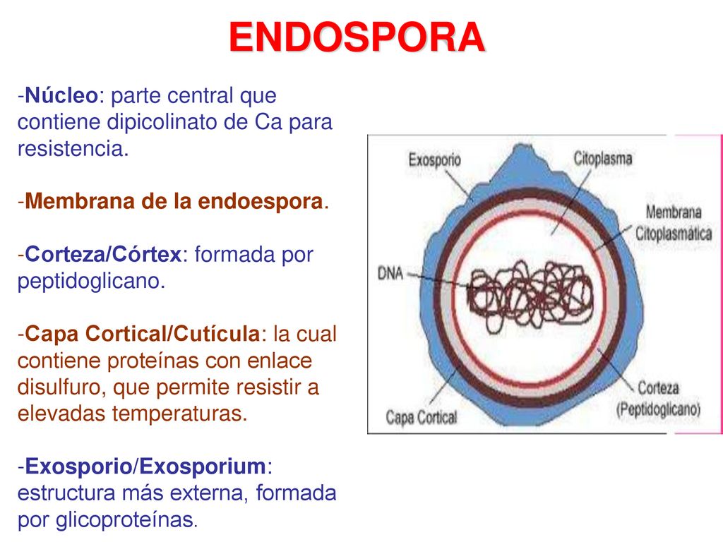 ENDOSPORA -Núcleo: parte central que contiene dipicolinato de Ca para resistencia. -Membrana de la endoespora.