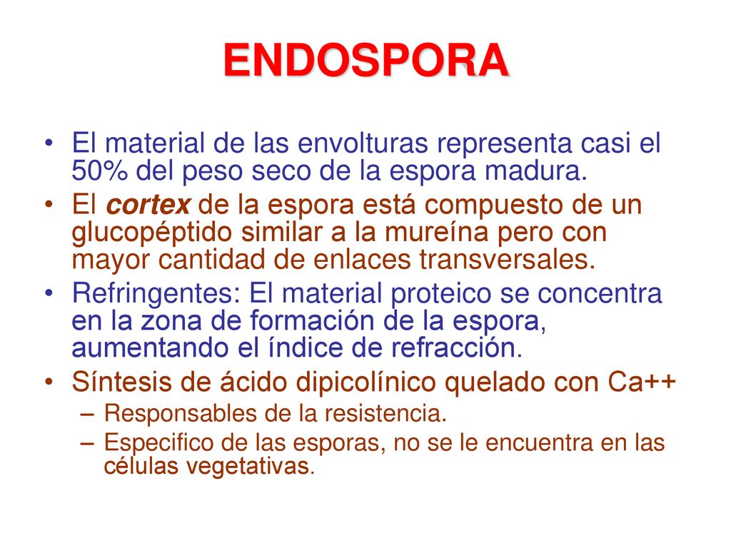 ENDOSPORA El material de las envolturas representa casi el 50% del peso seco de la espora madura.