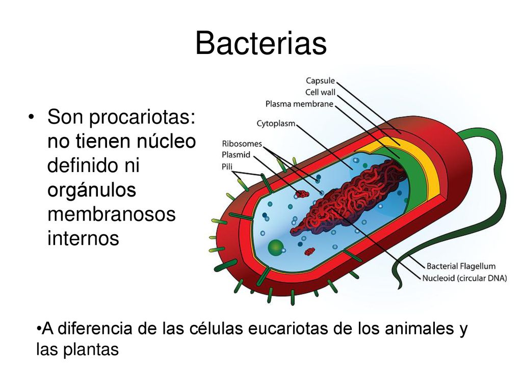 Bacterias Son procariotas: no tienen núcleo definido ni orgánulos membranosos internos.